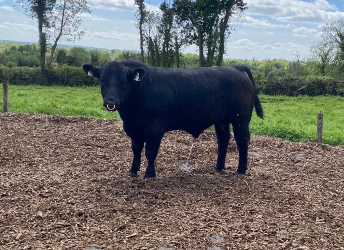 Angus Bulls - Image 4