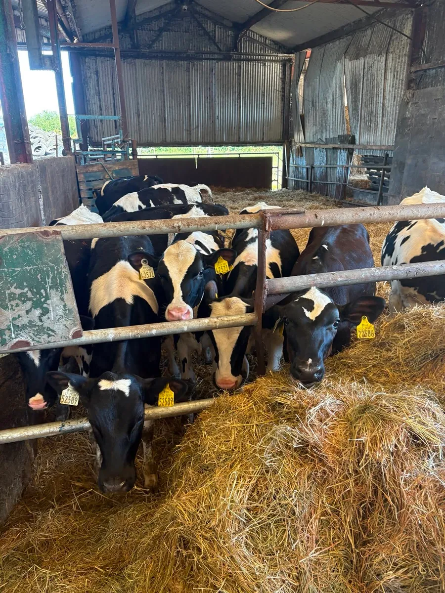 Pedigree calves