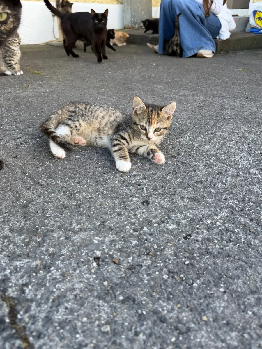 Cat - Image 3