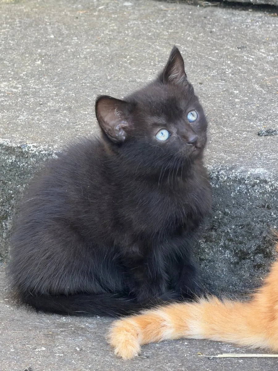 Cat - Image 2
