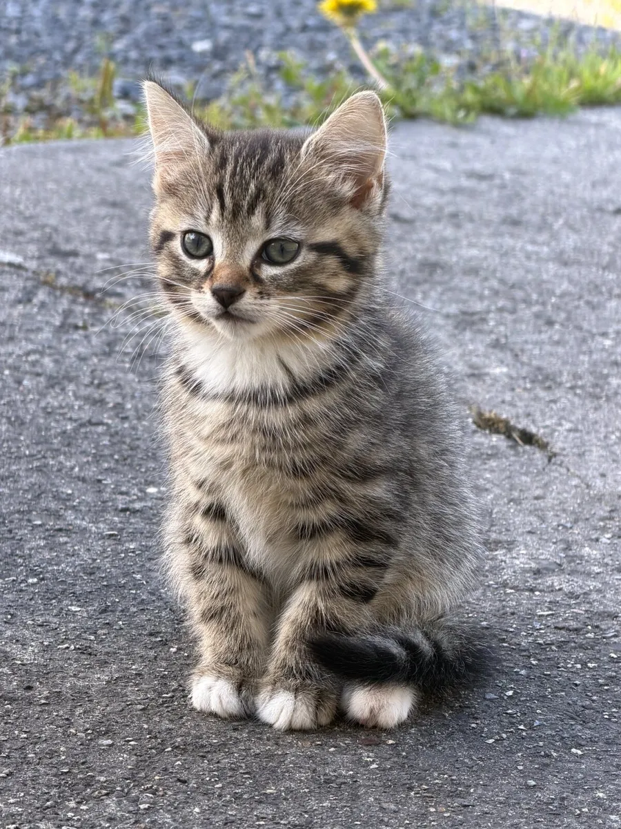 Cat - Image 4