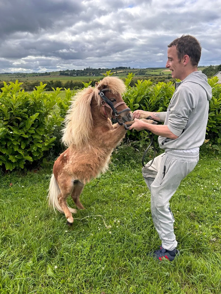 ☘️Minature show pony for sale ☘️ - Image 2