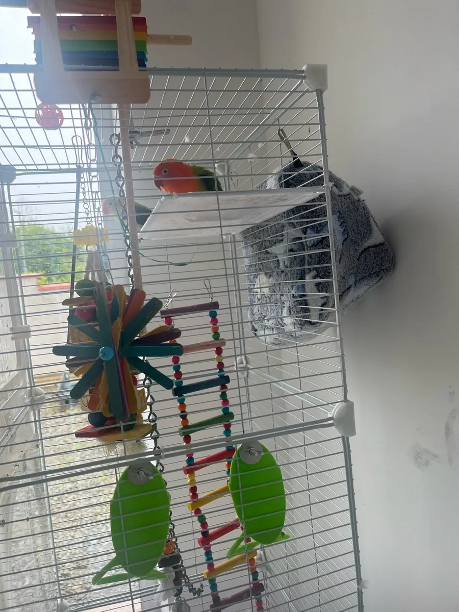 1 pair of love love birds - Image 4