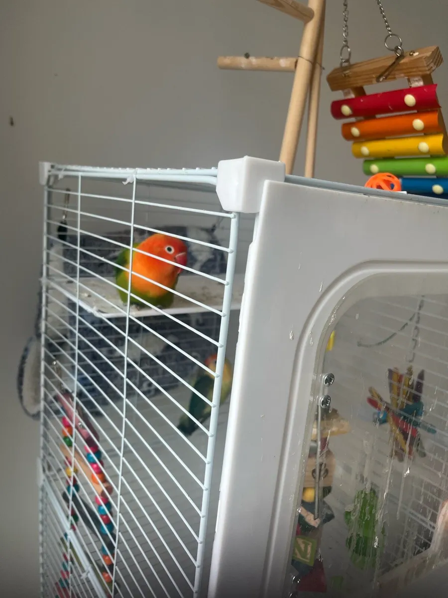 1 pair of love love birds - Image 1