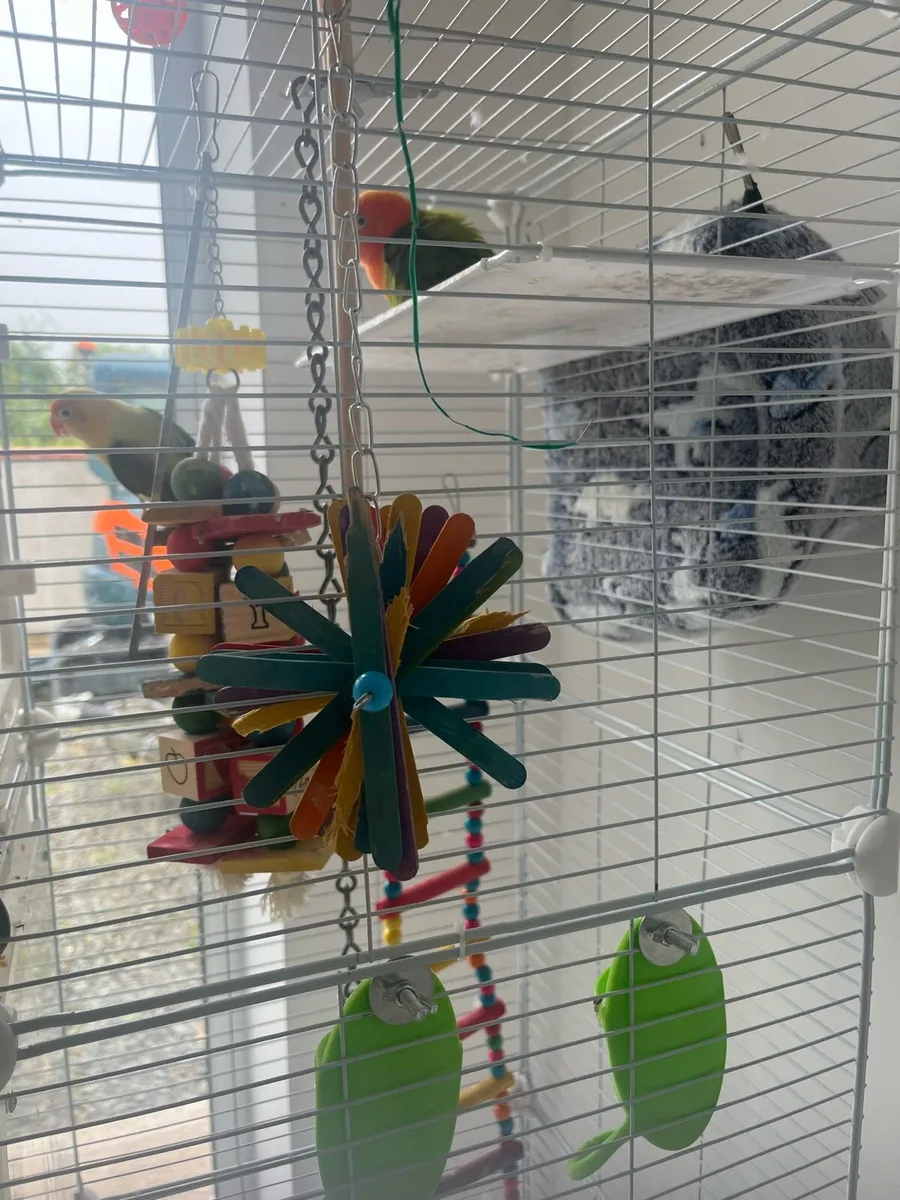 1 pair of love love birds - Image 2
