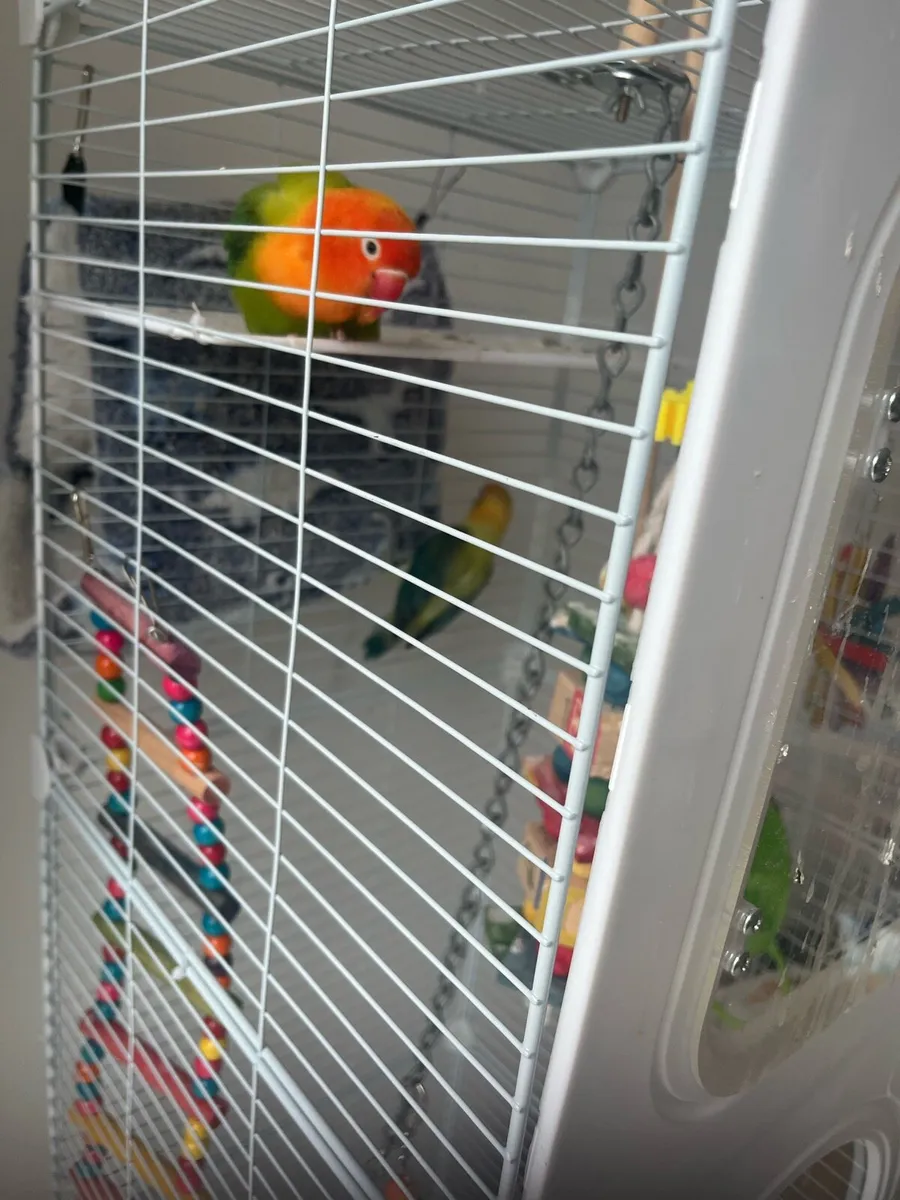 1 pair of love love birds - Image 3