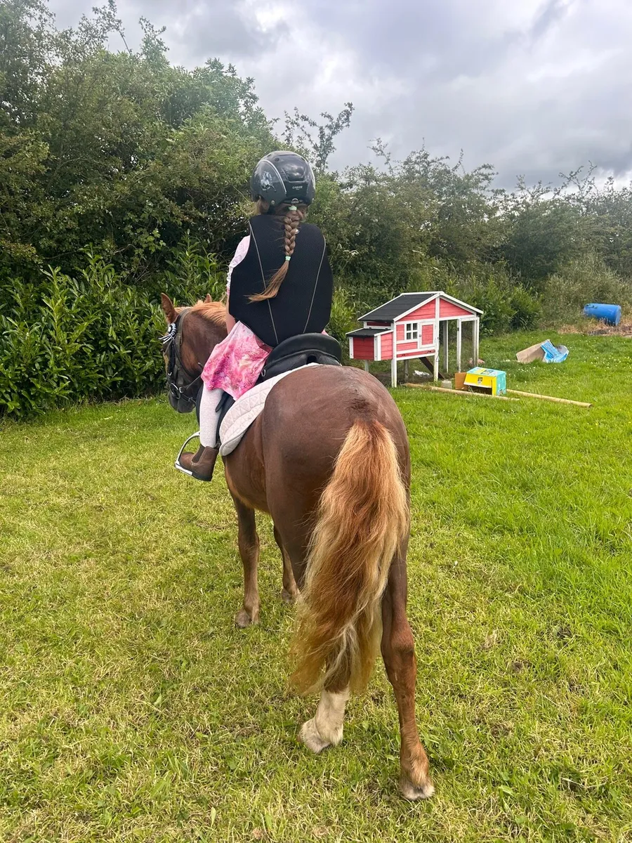 Pony for sale - Image 2