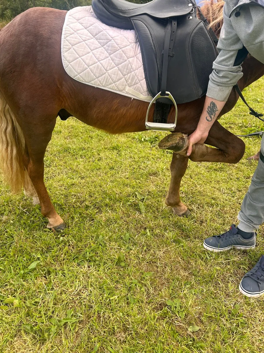 Pony for sale - Image 4