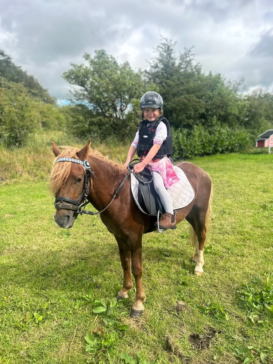Pony for sale - Image 1