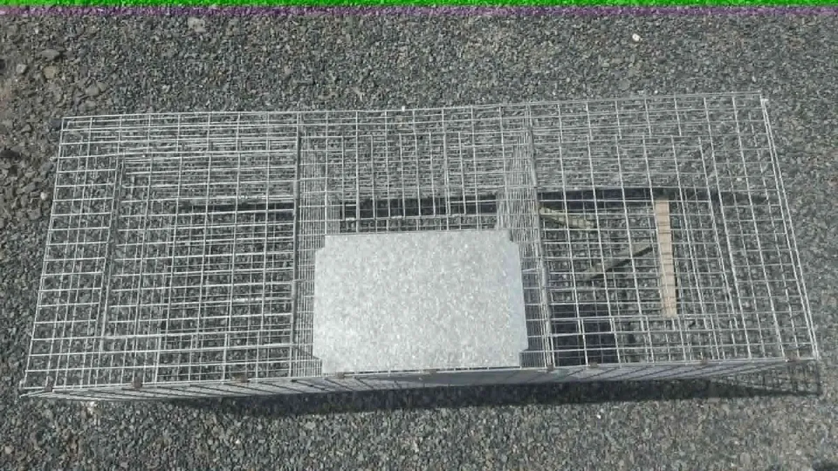 Larsen Trap - Image 2