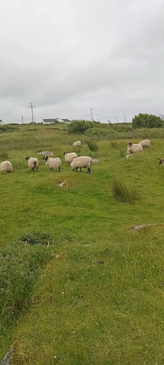 Mountain hoggets - Image 2