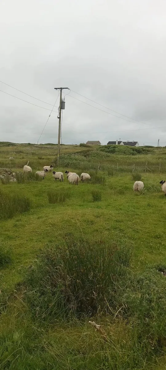 Mountain hoggets - Image 3