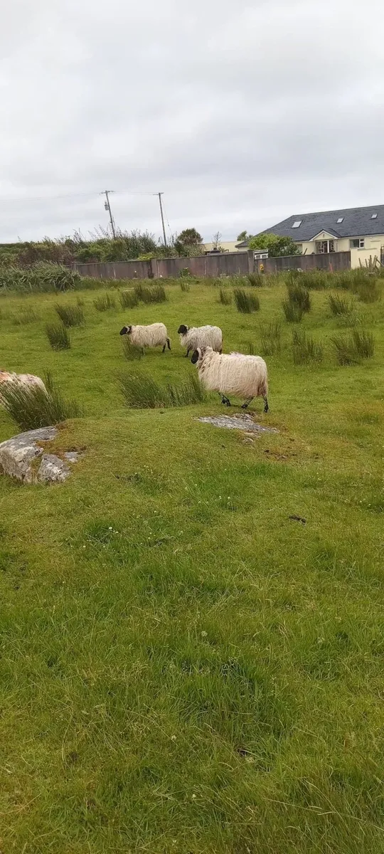 Mountain hoggets - Image 1