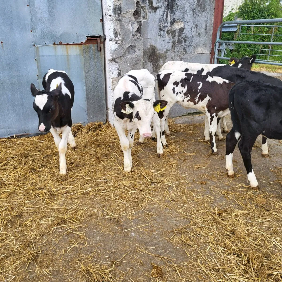 5 dairy  replacements - Image 1