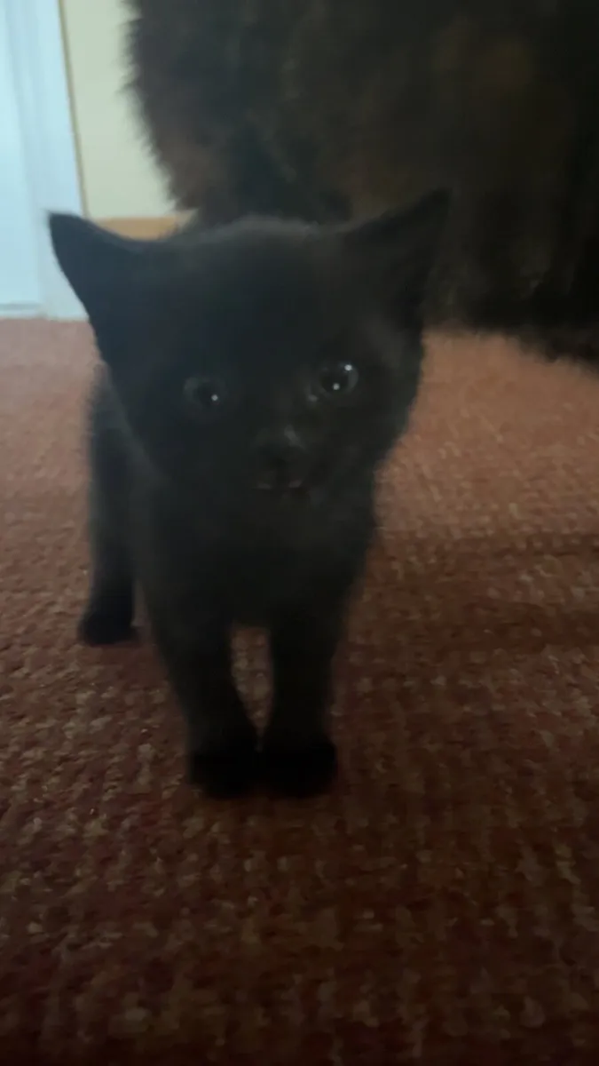 🐈 cats - Image 2