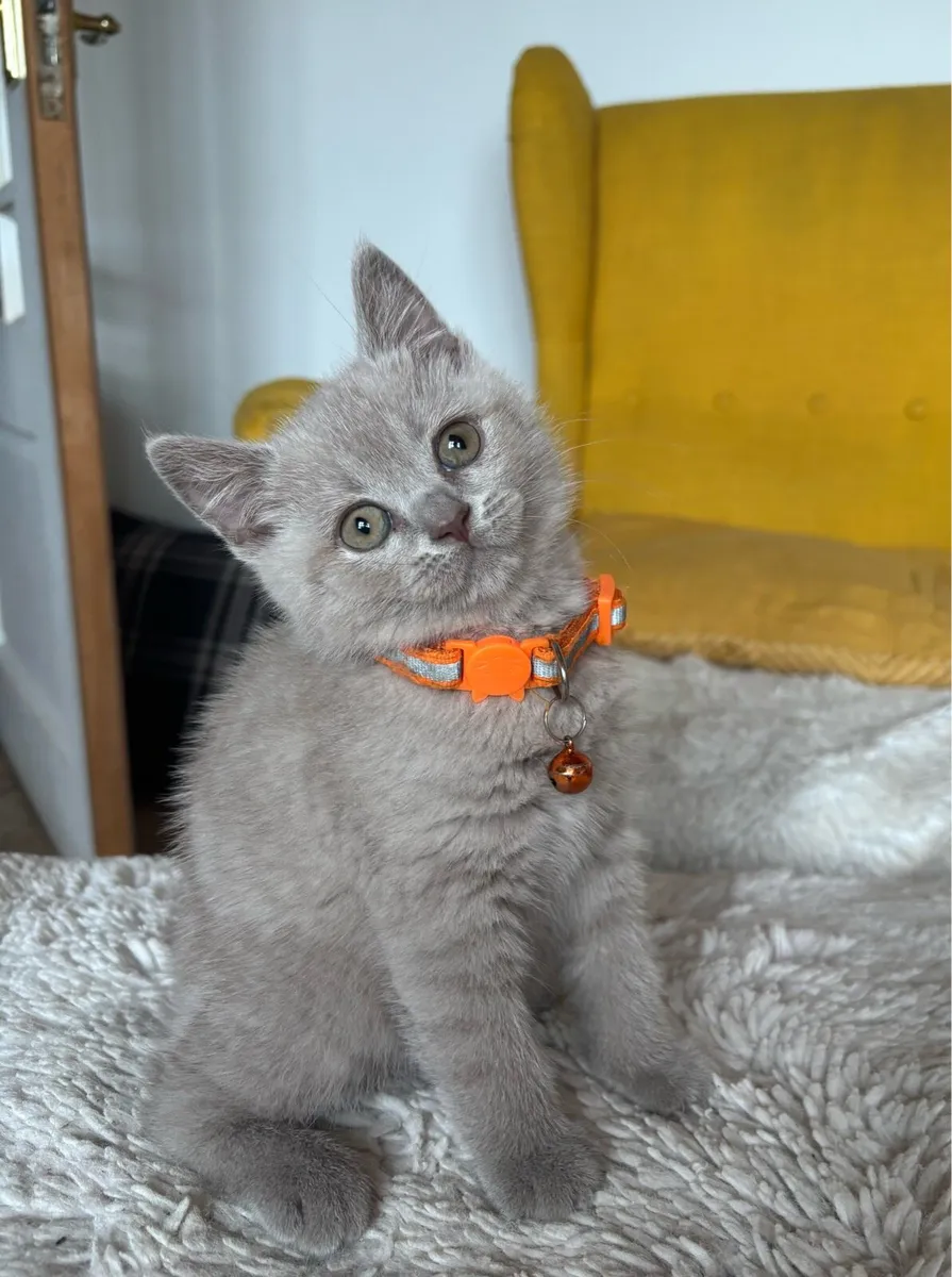 British Shorthair - Image 1