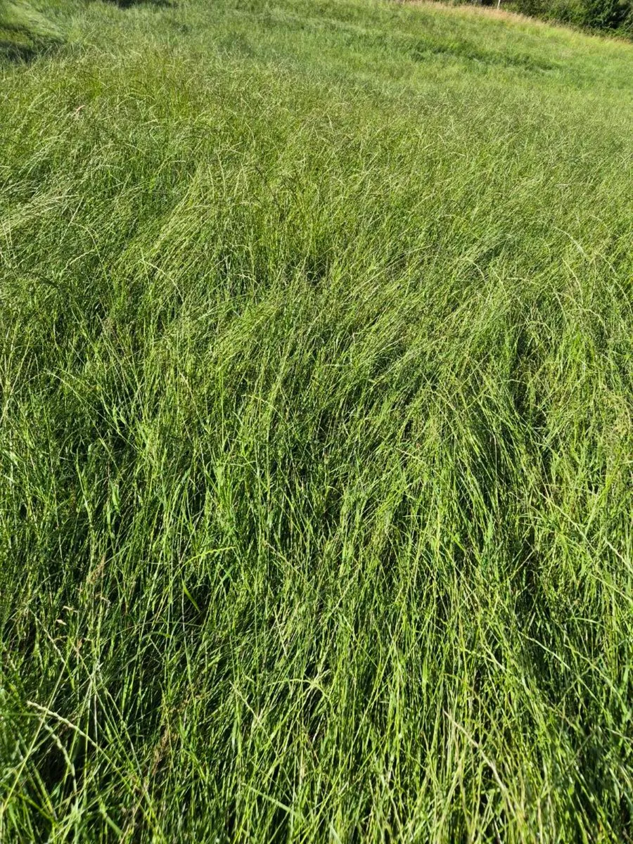 Silage - Image 1