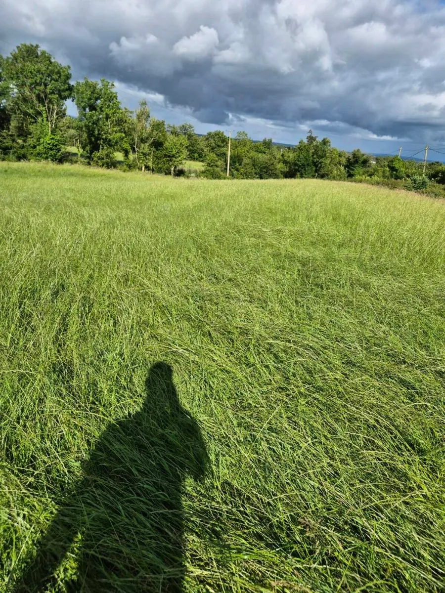 Silage - Image 2