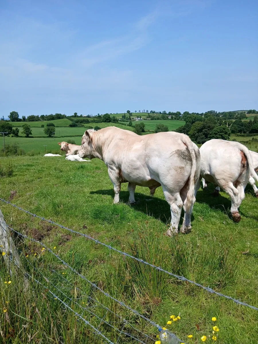 Livestock - Image 1