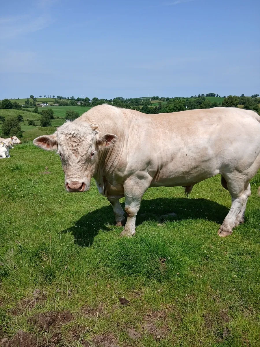 Livestock - Image 2