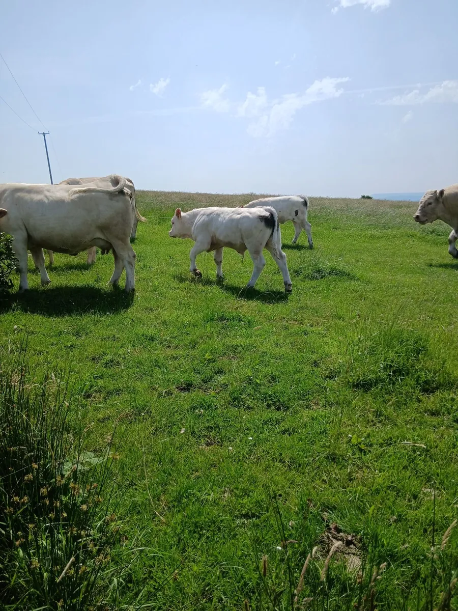 Livestock - Image 3