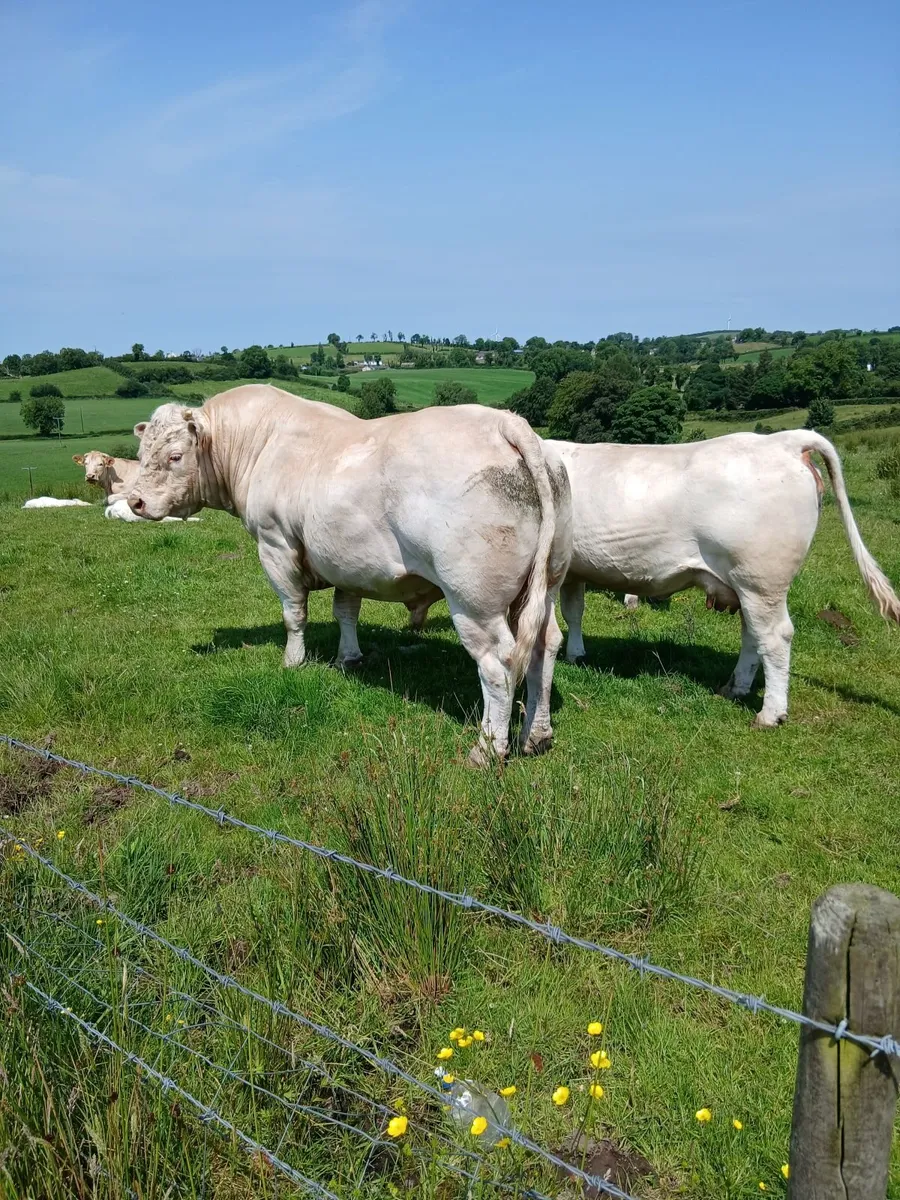 Livestock - Image 4