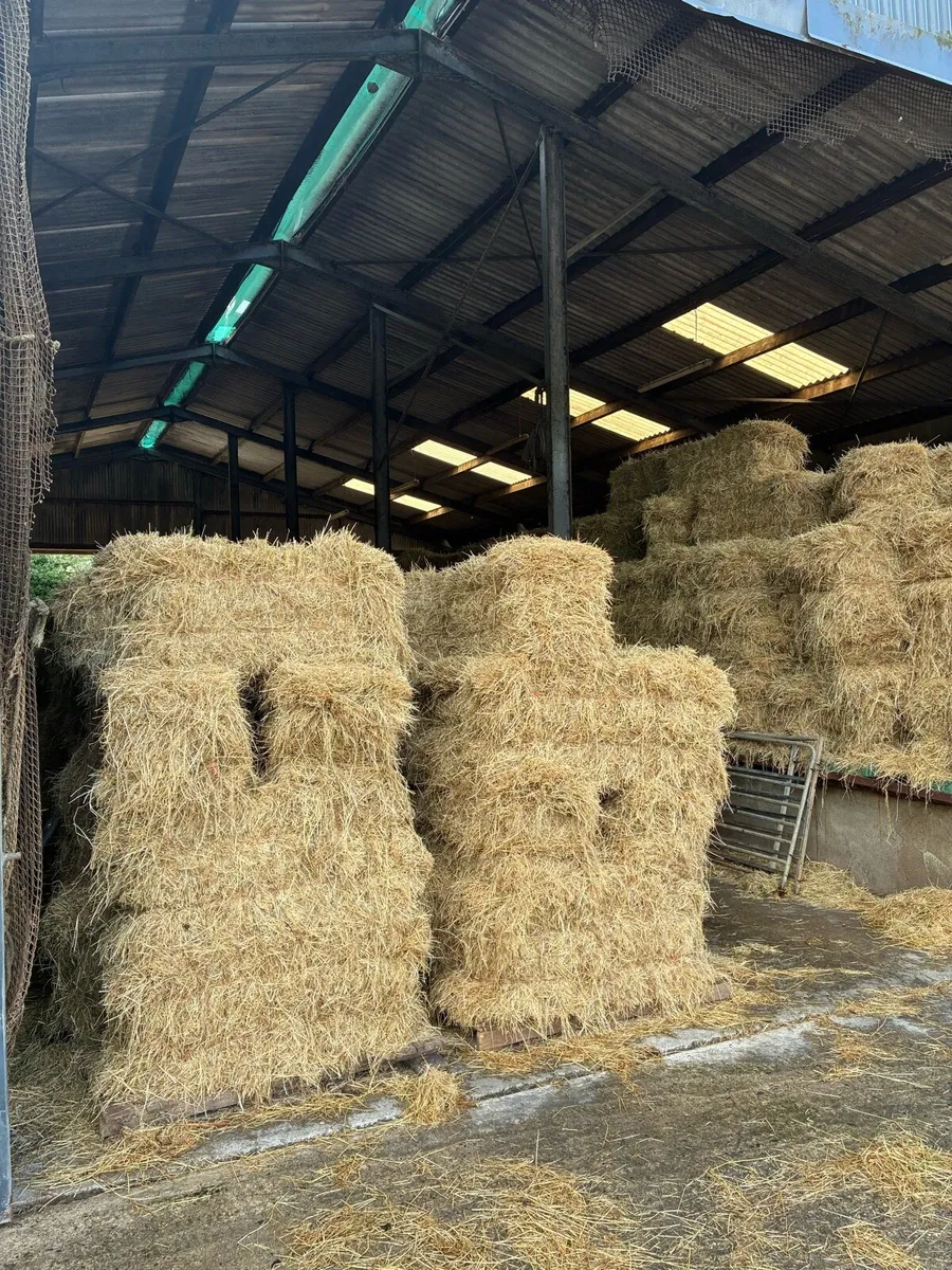 Hay - Image 2