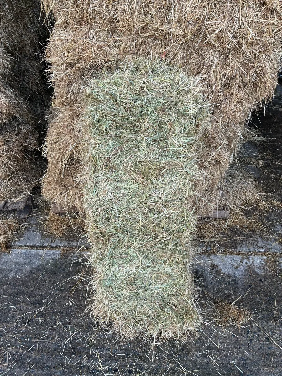 Hay - Image 3