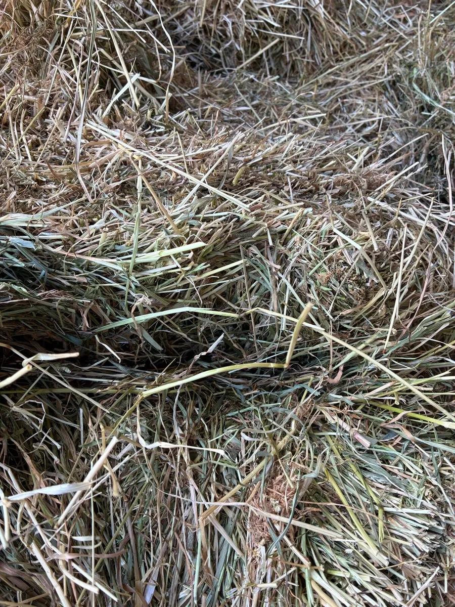 Hay - Image 4