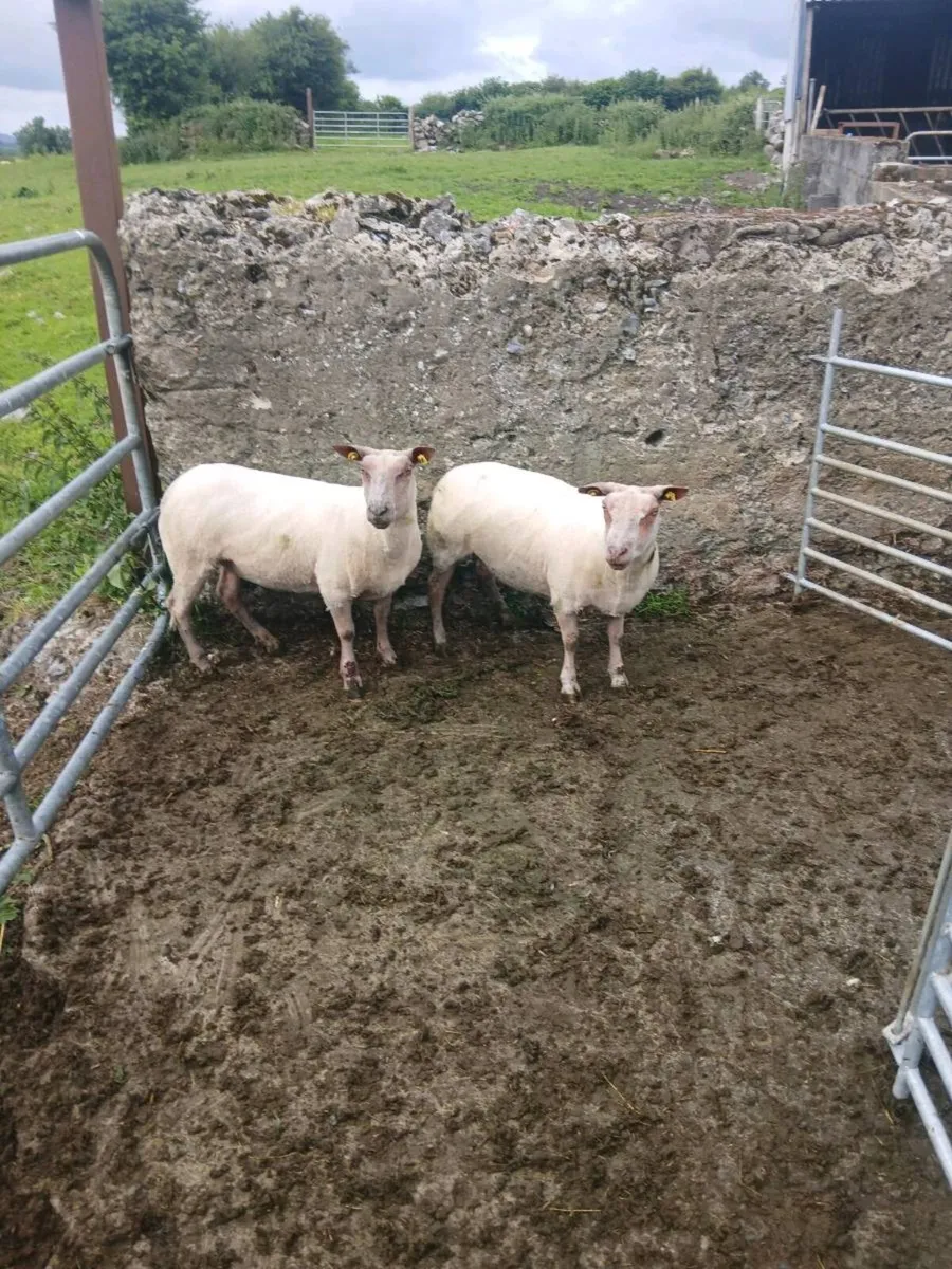 Sheep - Image 3