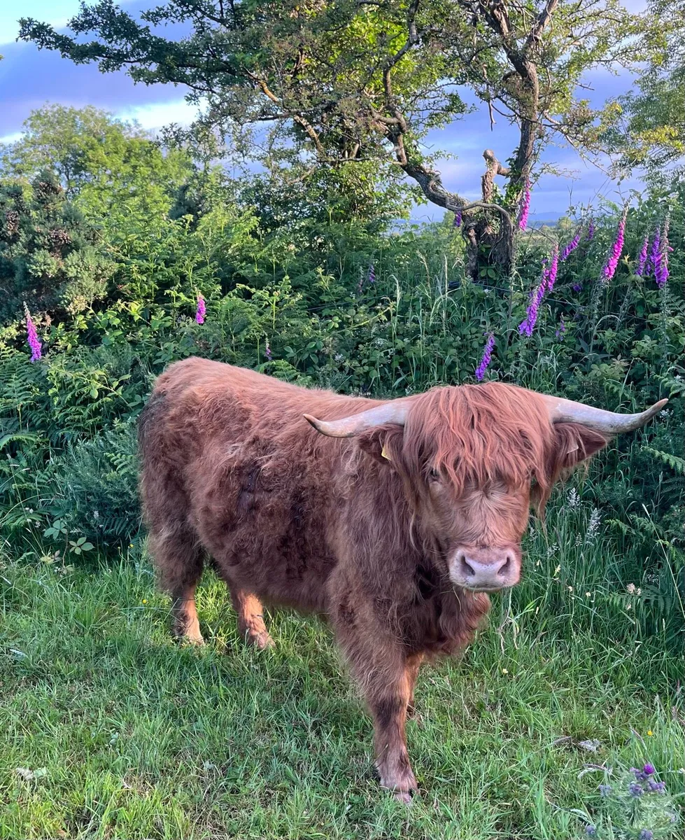 Pedigree Registered Scottish Highland Heifer - Image 1