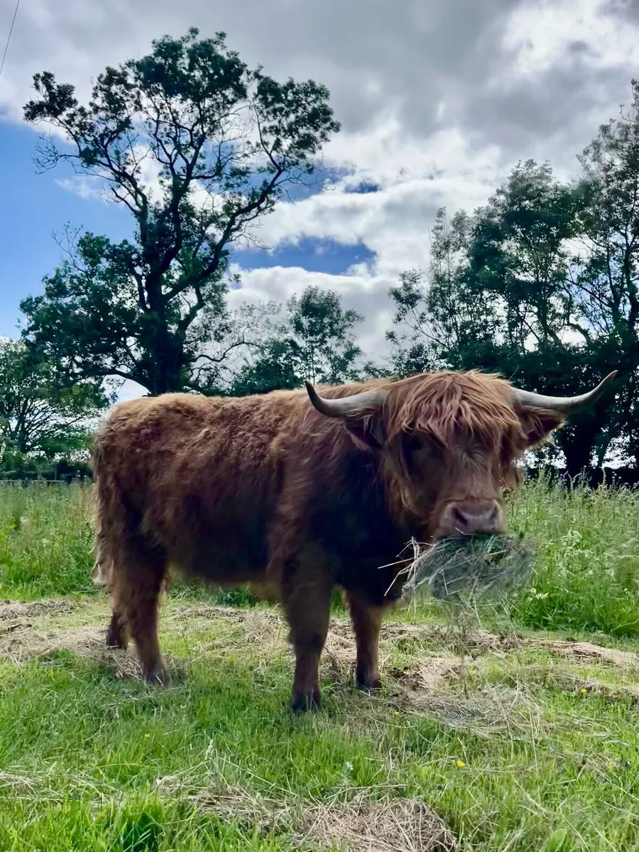 Pedigree Registered Scottish Highland Heifer - Image 2