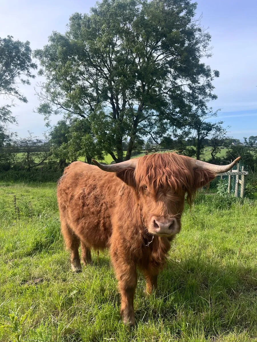 Pedigree Registered Scottish Highland Heifer - Image 3