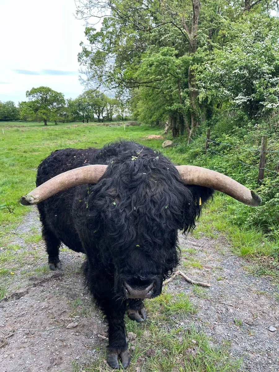 Pedigree Registered Scottish Highland Heifer - Image 4