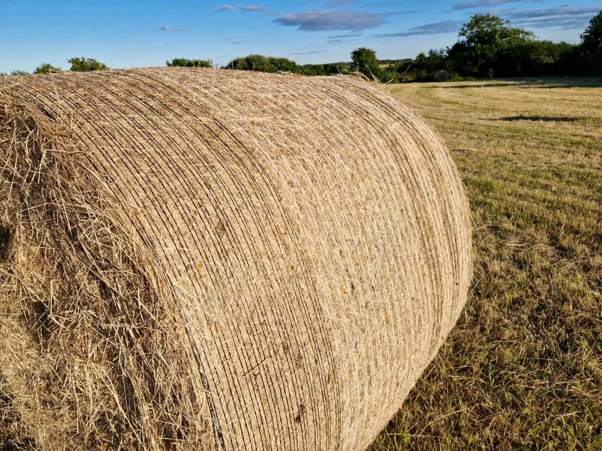 Hay bales - Image 1