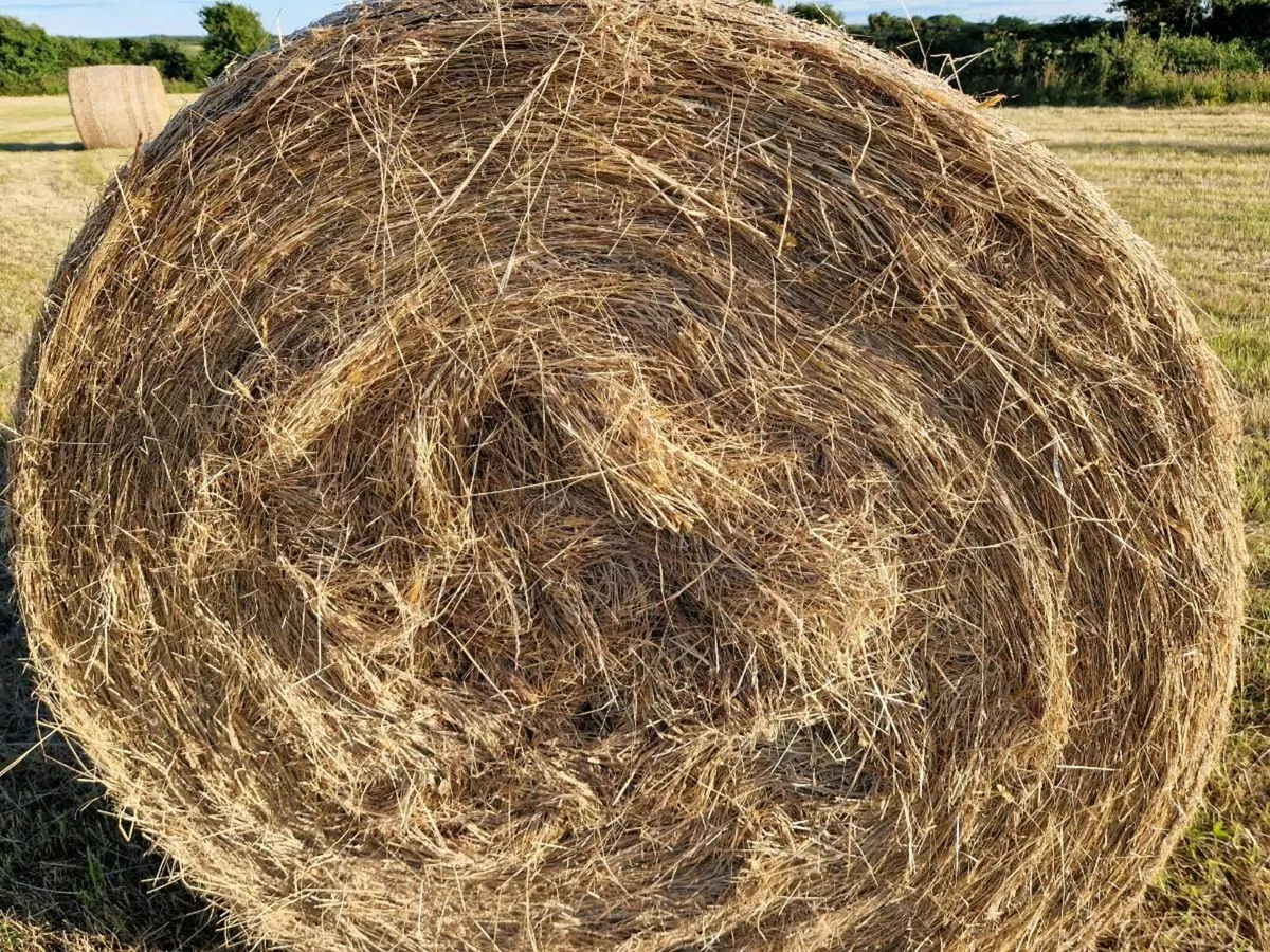 Hay bales - Image 2