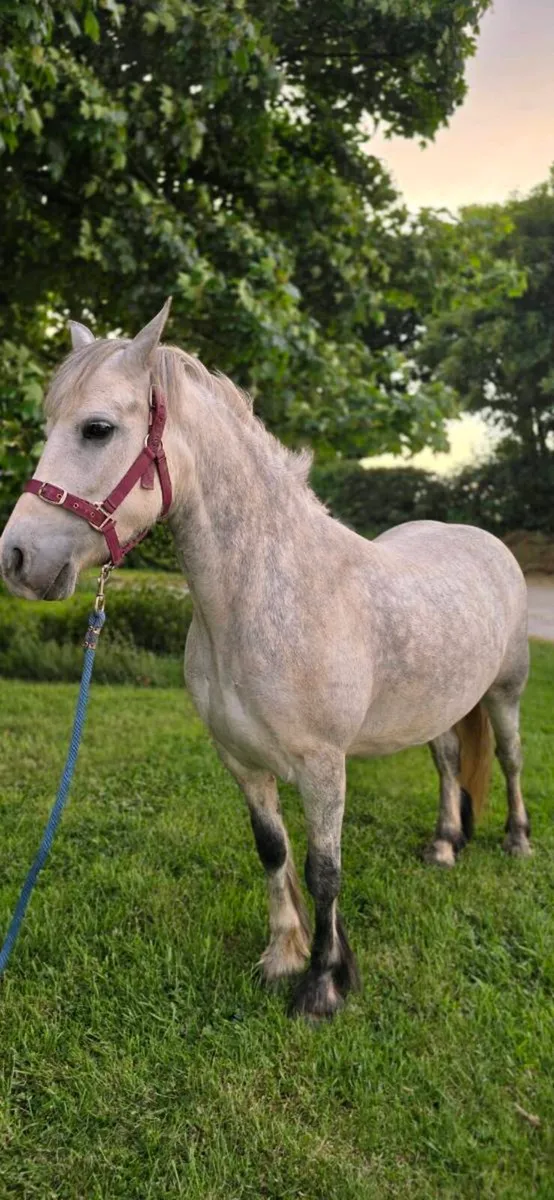 Pony 13h 6y old - Image 3