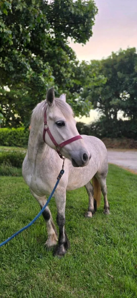 Pony 13h 6y old - Image 4