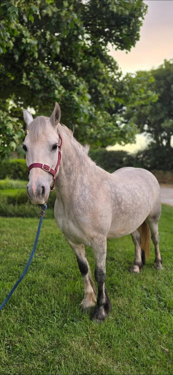 Pony 13h 6y old - Image 1