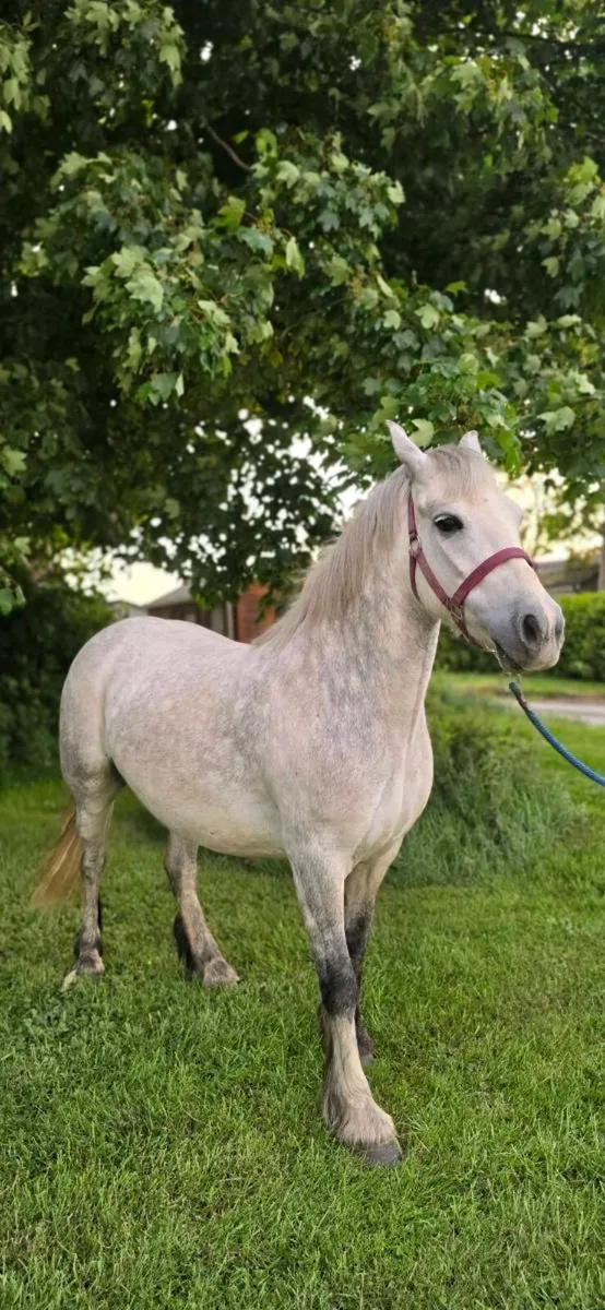 Pony 13h 6y old - Image 2