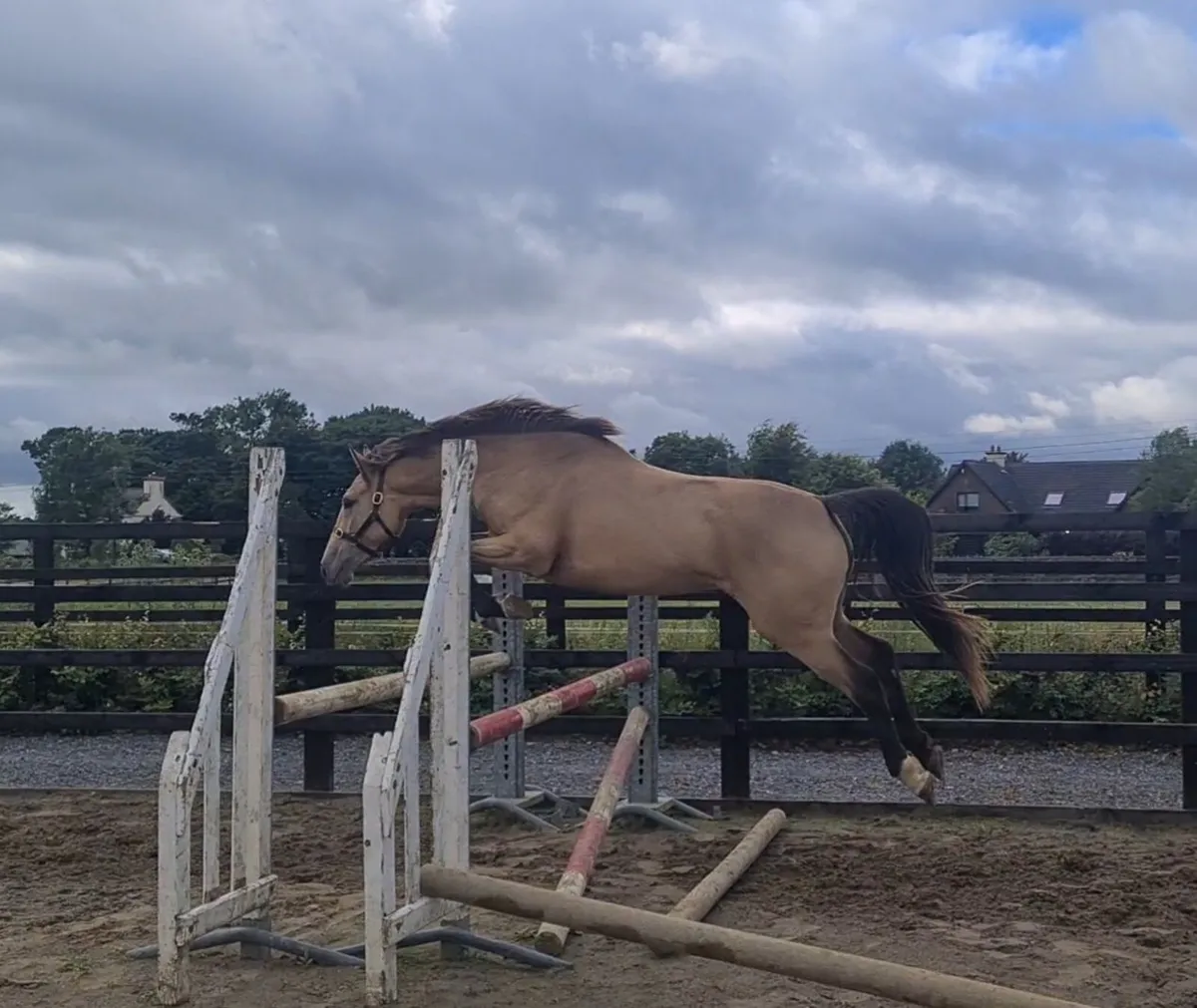 Exceptional 3 year old filly - Image 2