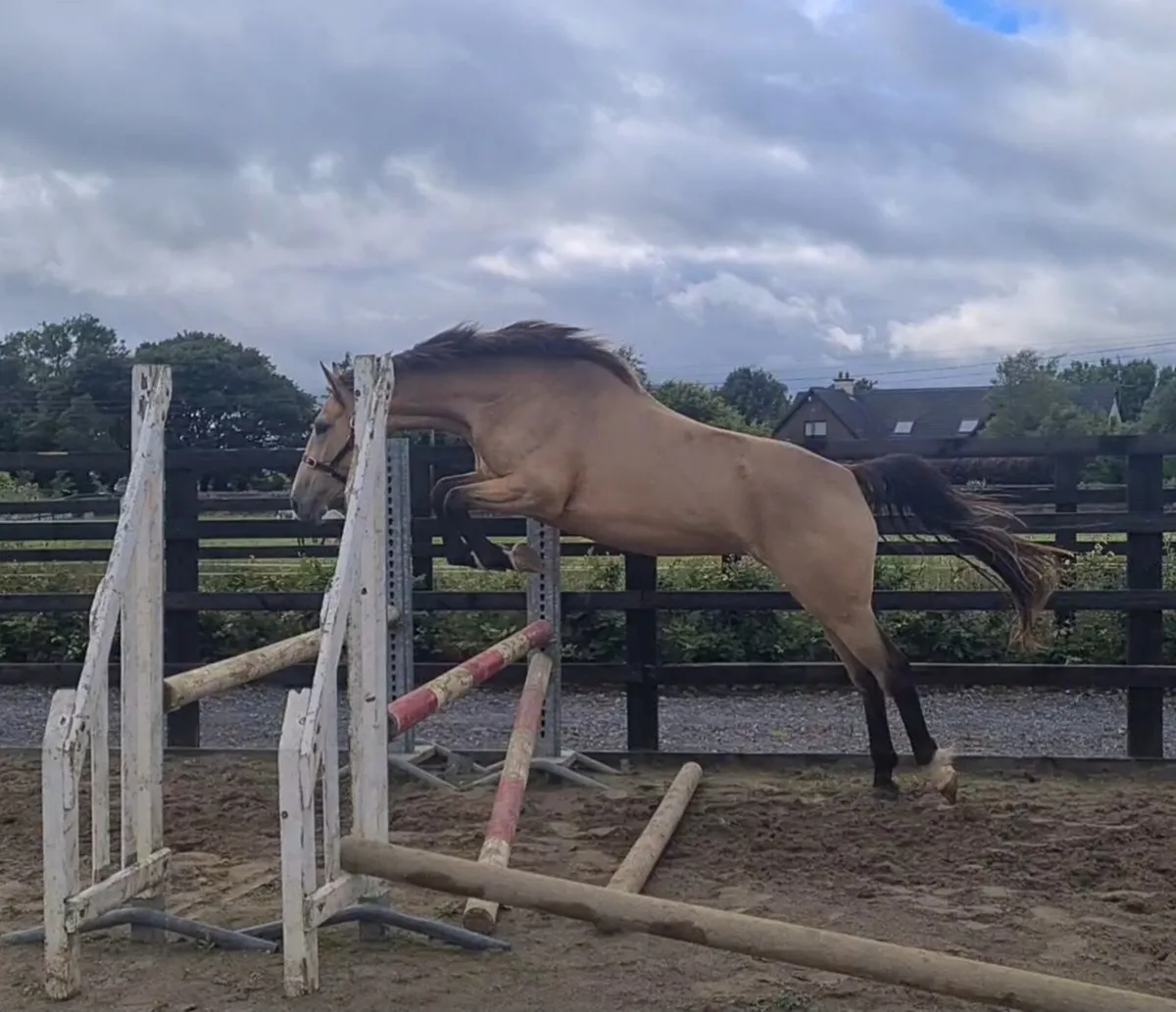 Exceptional 3 year old filly - Image 4