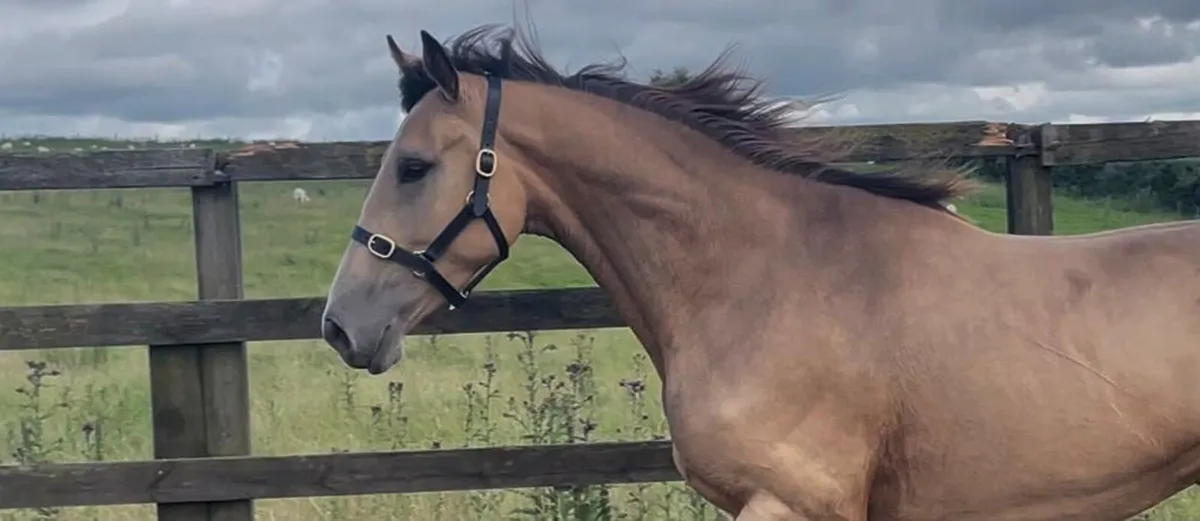 Exceptional 3 year old filly - Image 3