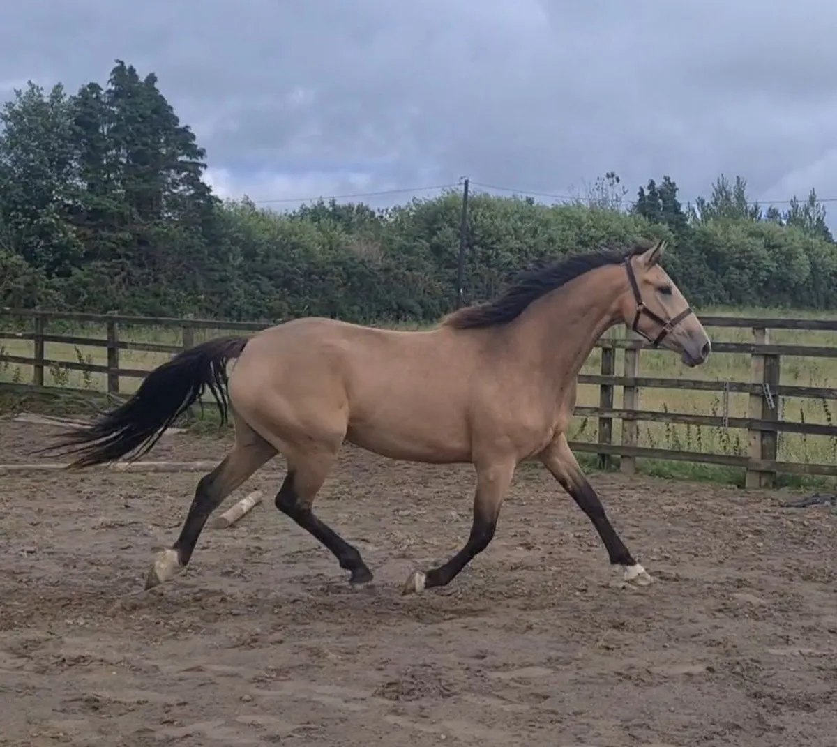 Exceptional 3 year old filly - Image 1