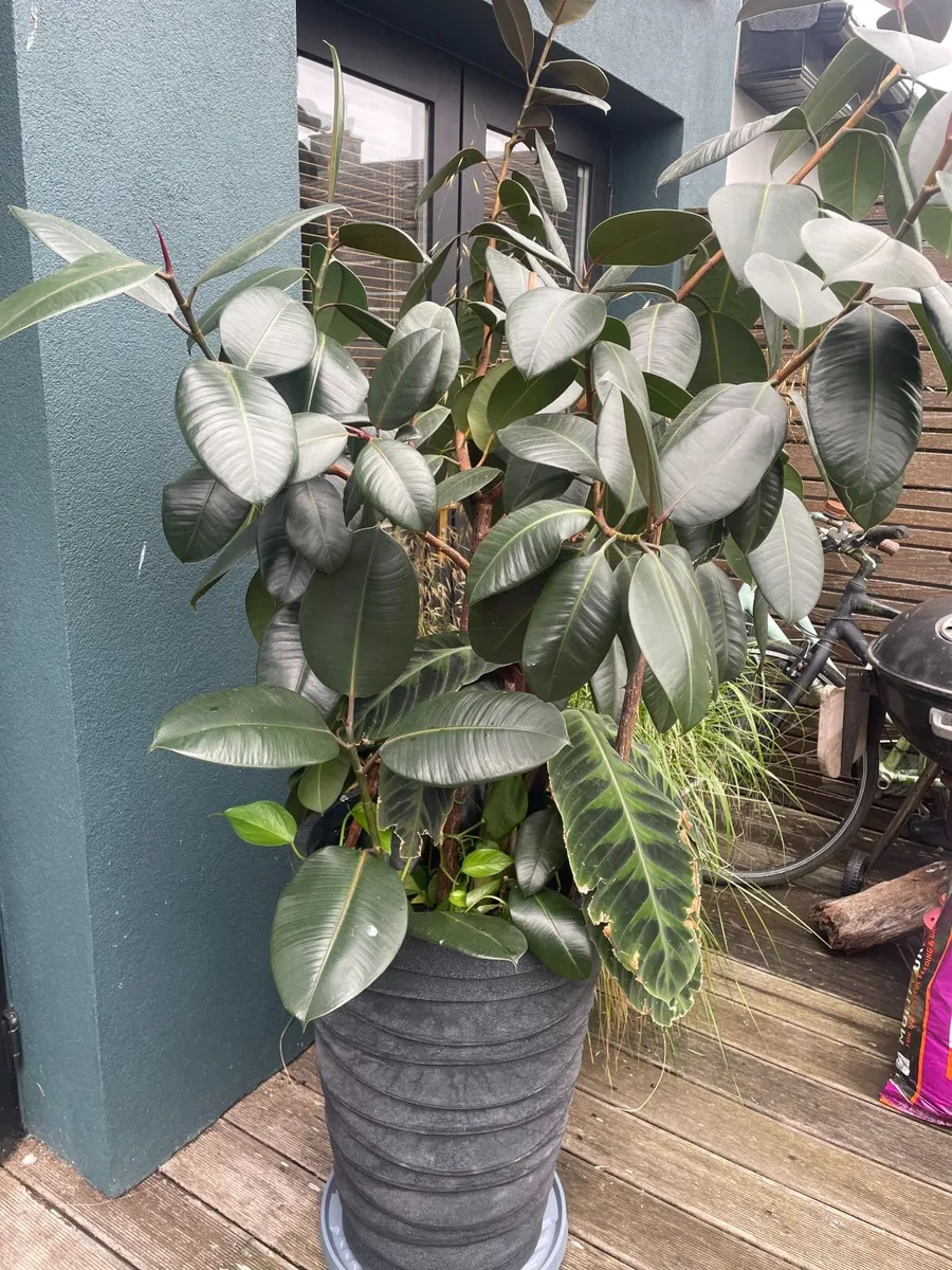 Plants - Image 1