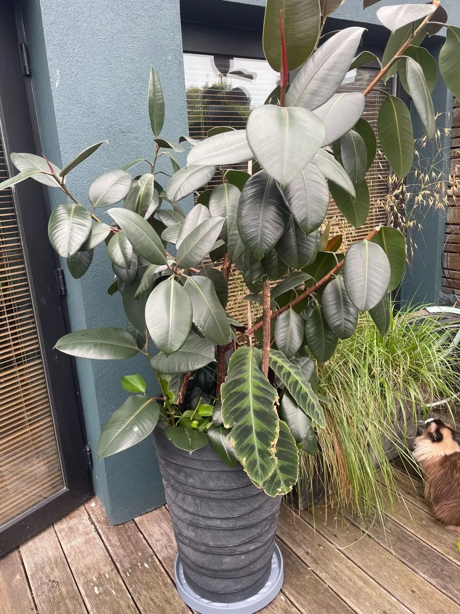 Plants - Image 2