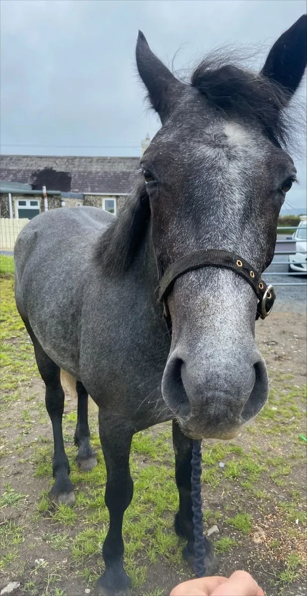 Beautiful 3yr old Connemara - Image 3