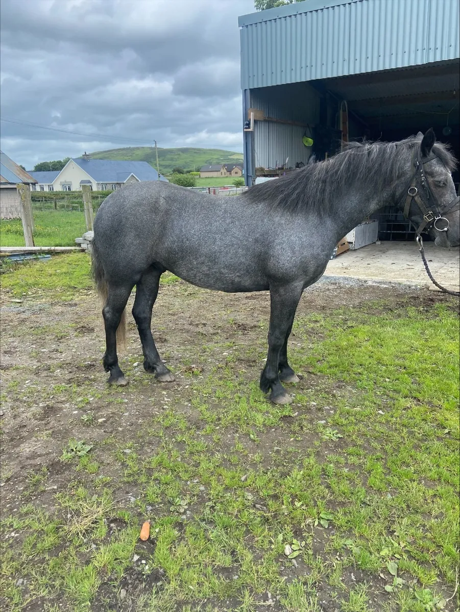 Beautiful 3yr old Connemara - Image 4