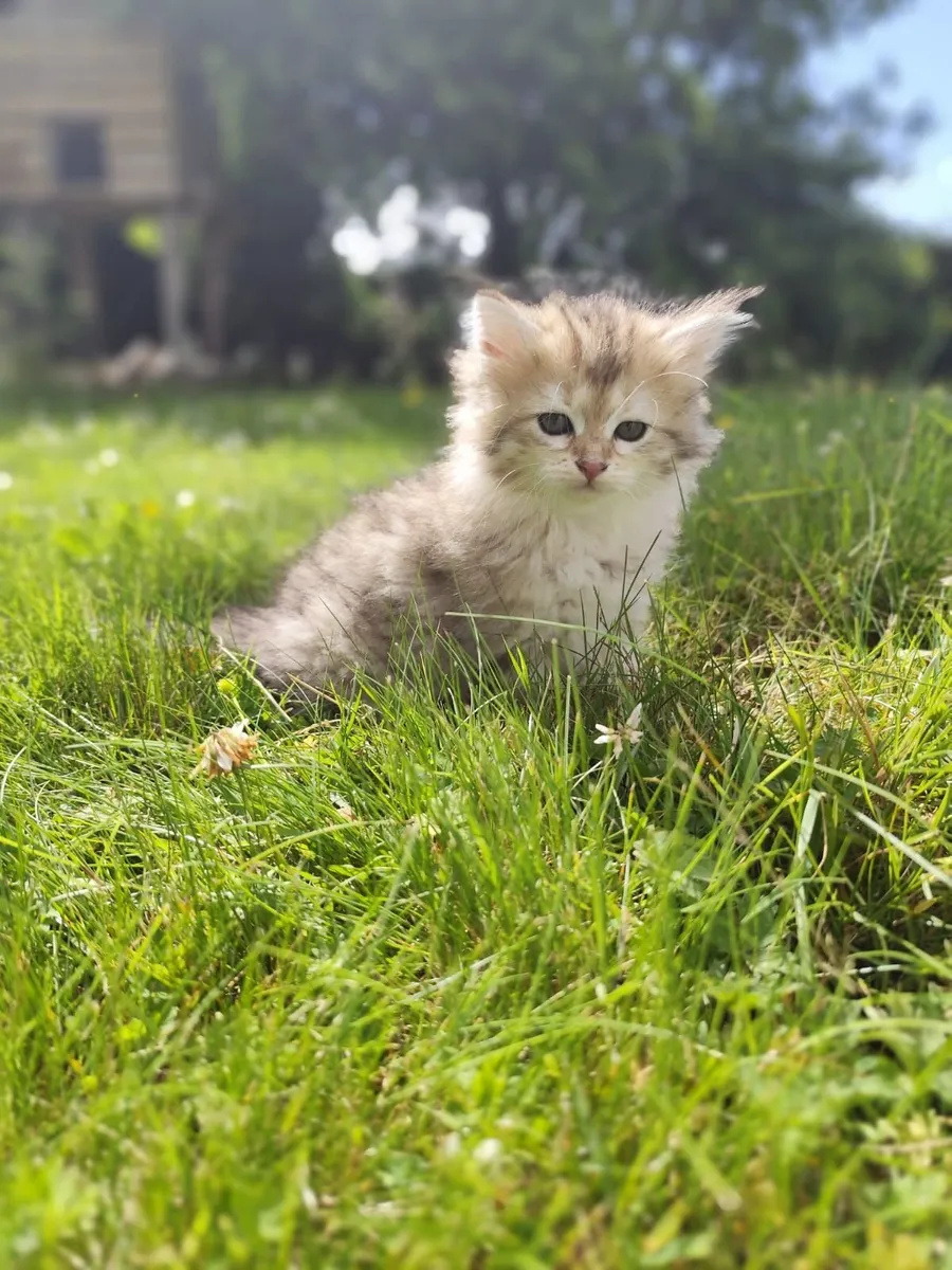 Siberian kitten - Image 2