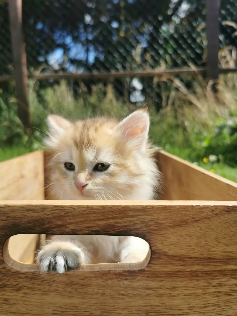 Siberian kitten - Image 3